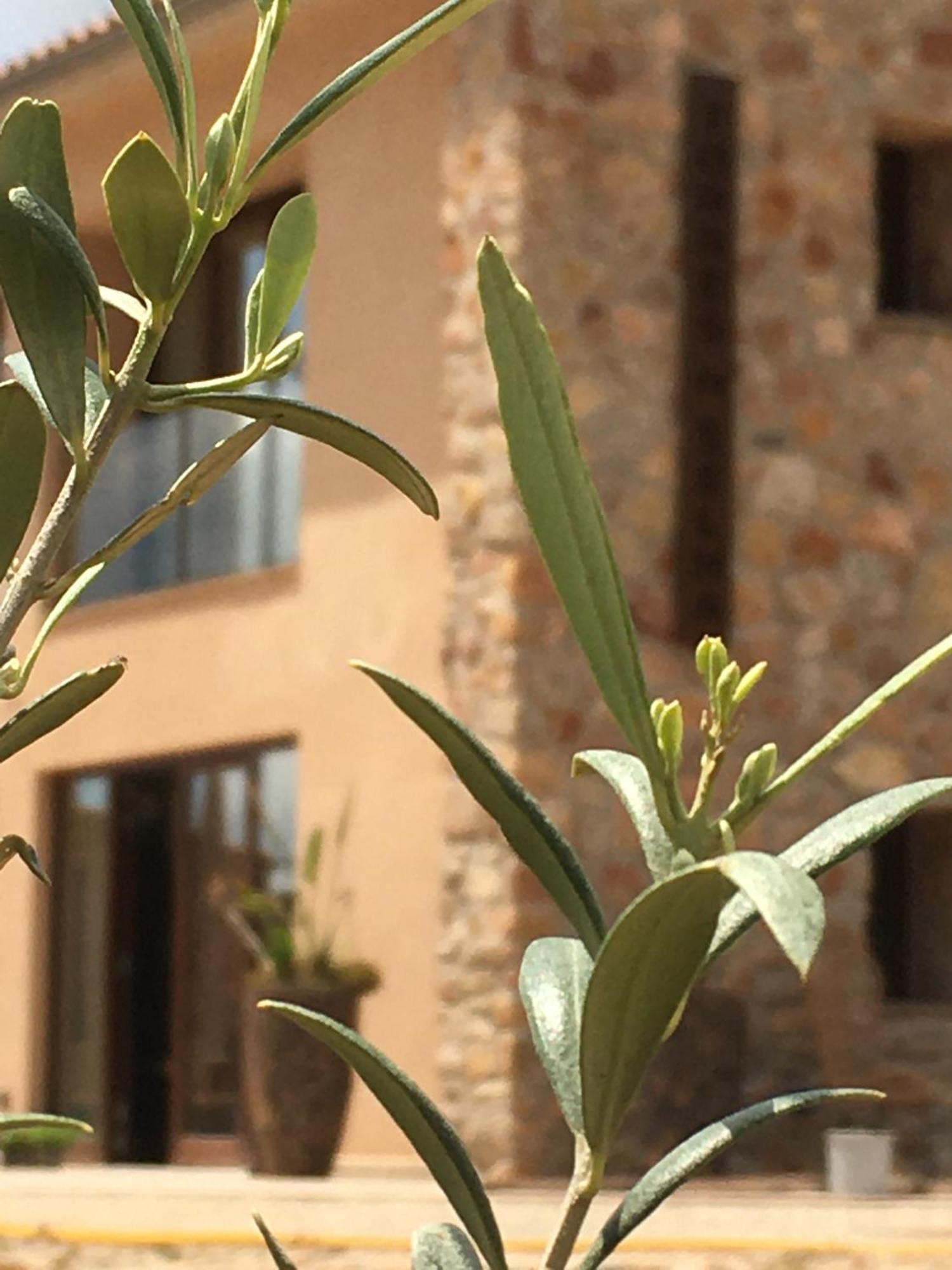 Torres De Selma - Eco Resort El Pla de Manlleu Екстер'єр фото